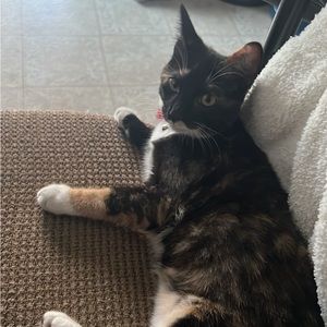 Meet your Posher, Melon